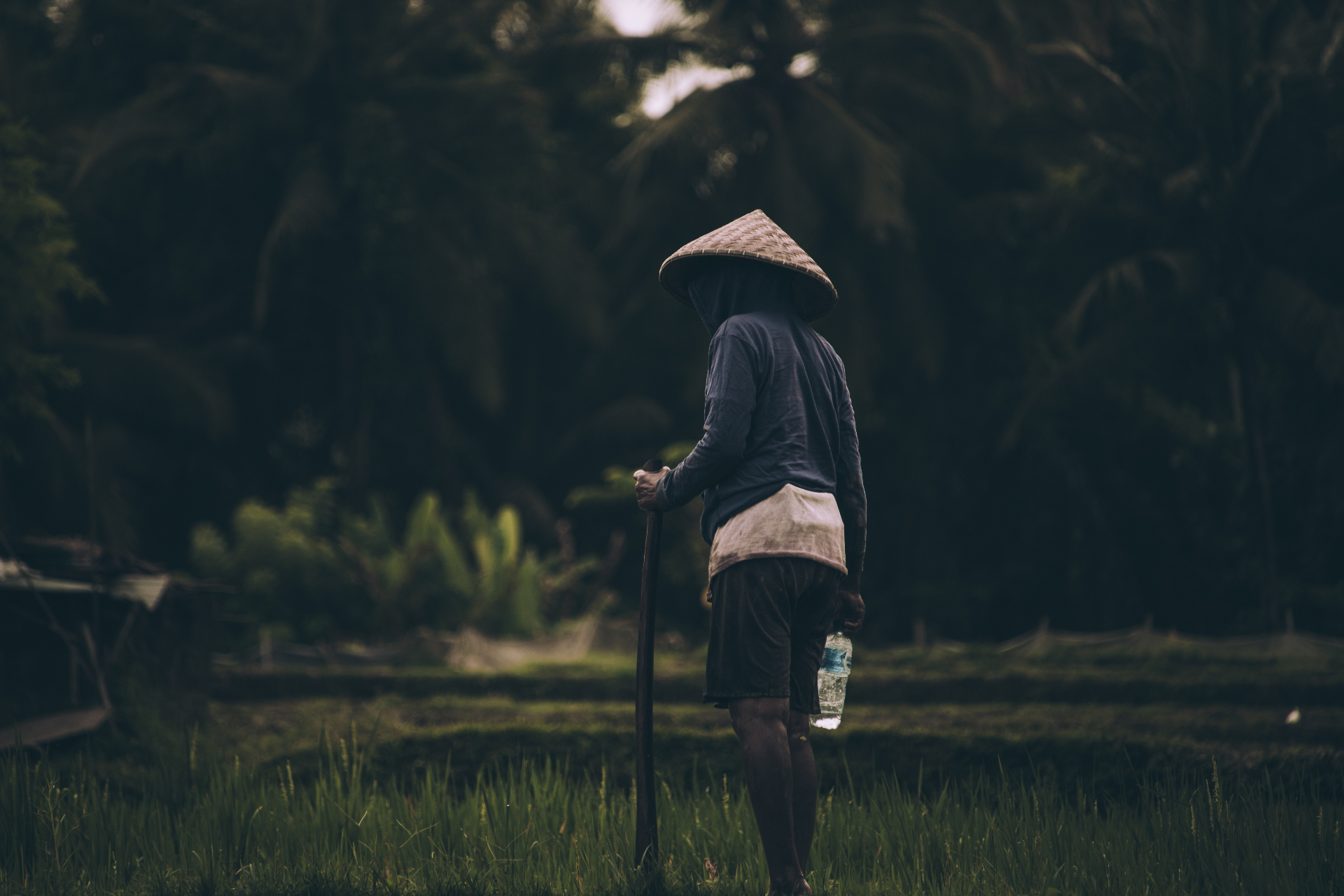 Farmer standing with tool in rice field at dusk