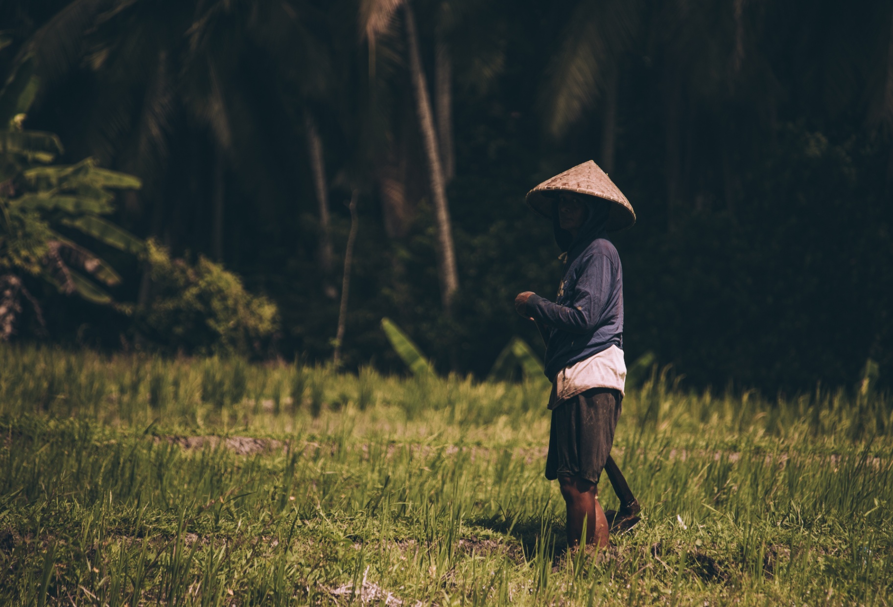 Balinese farmer in rice field