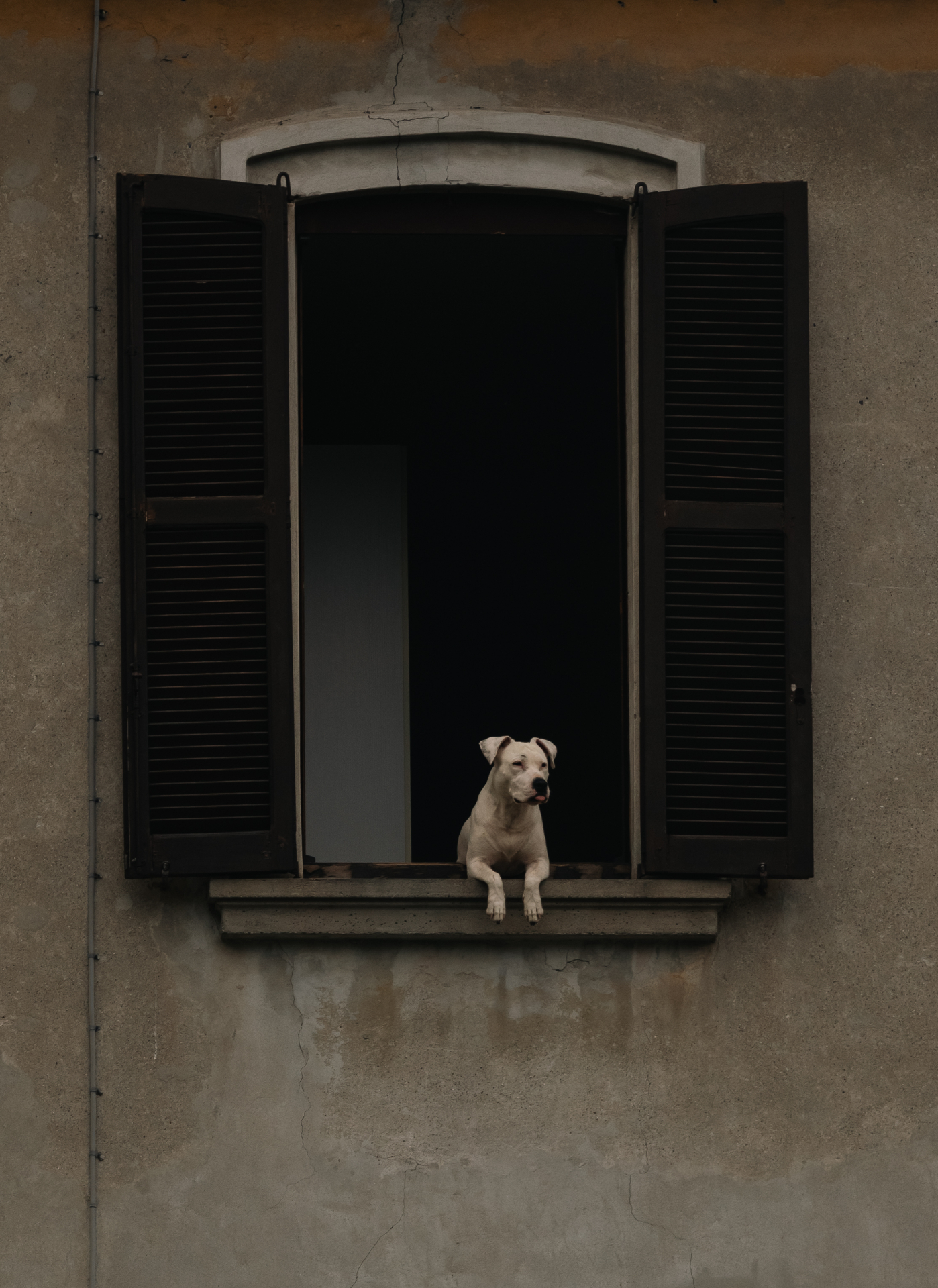 White dog resting in an Italian shuttered window