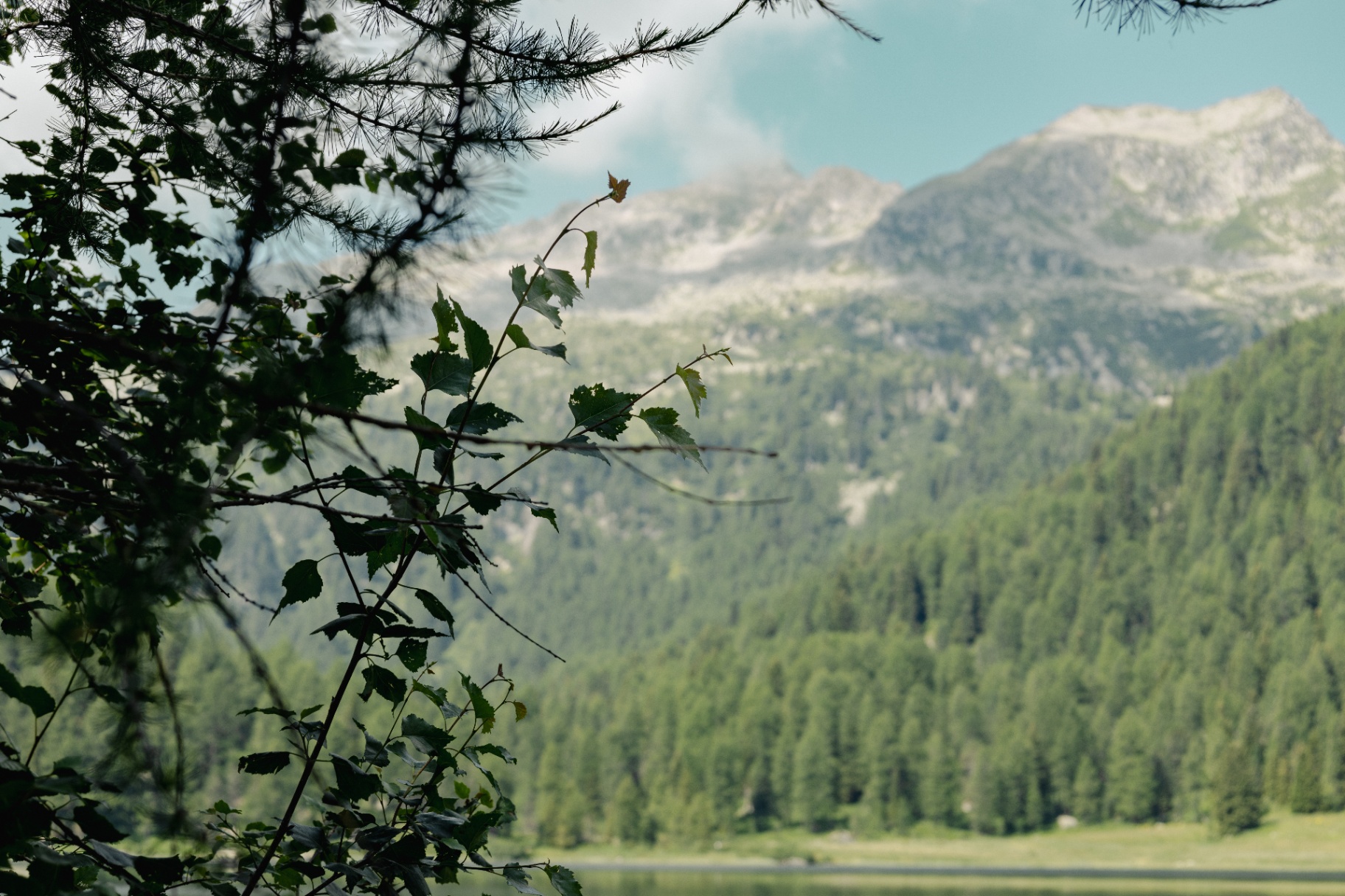 Forest and mountain landscape