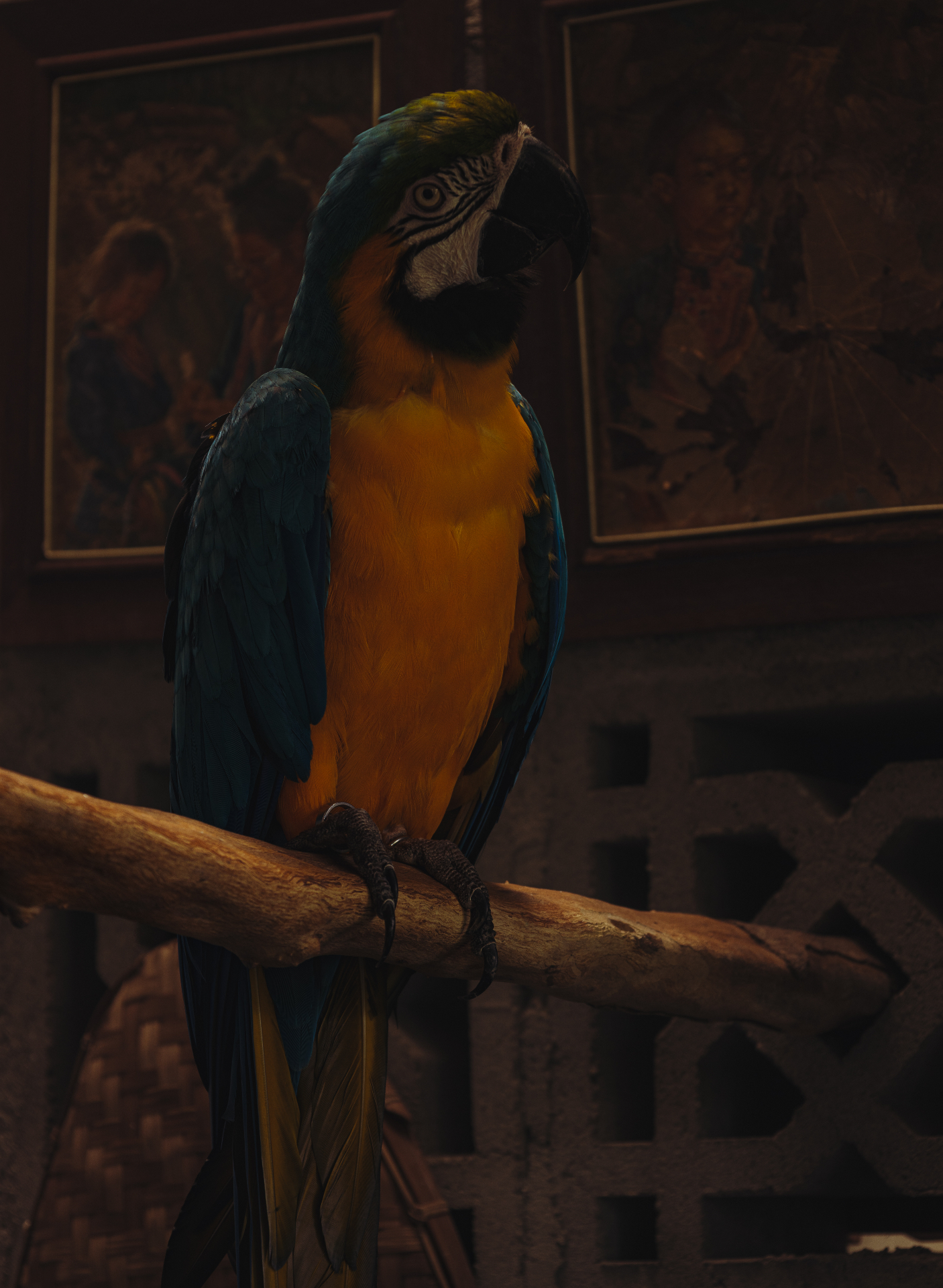 Blue and gold macaw perched indoors