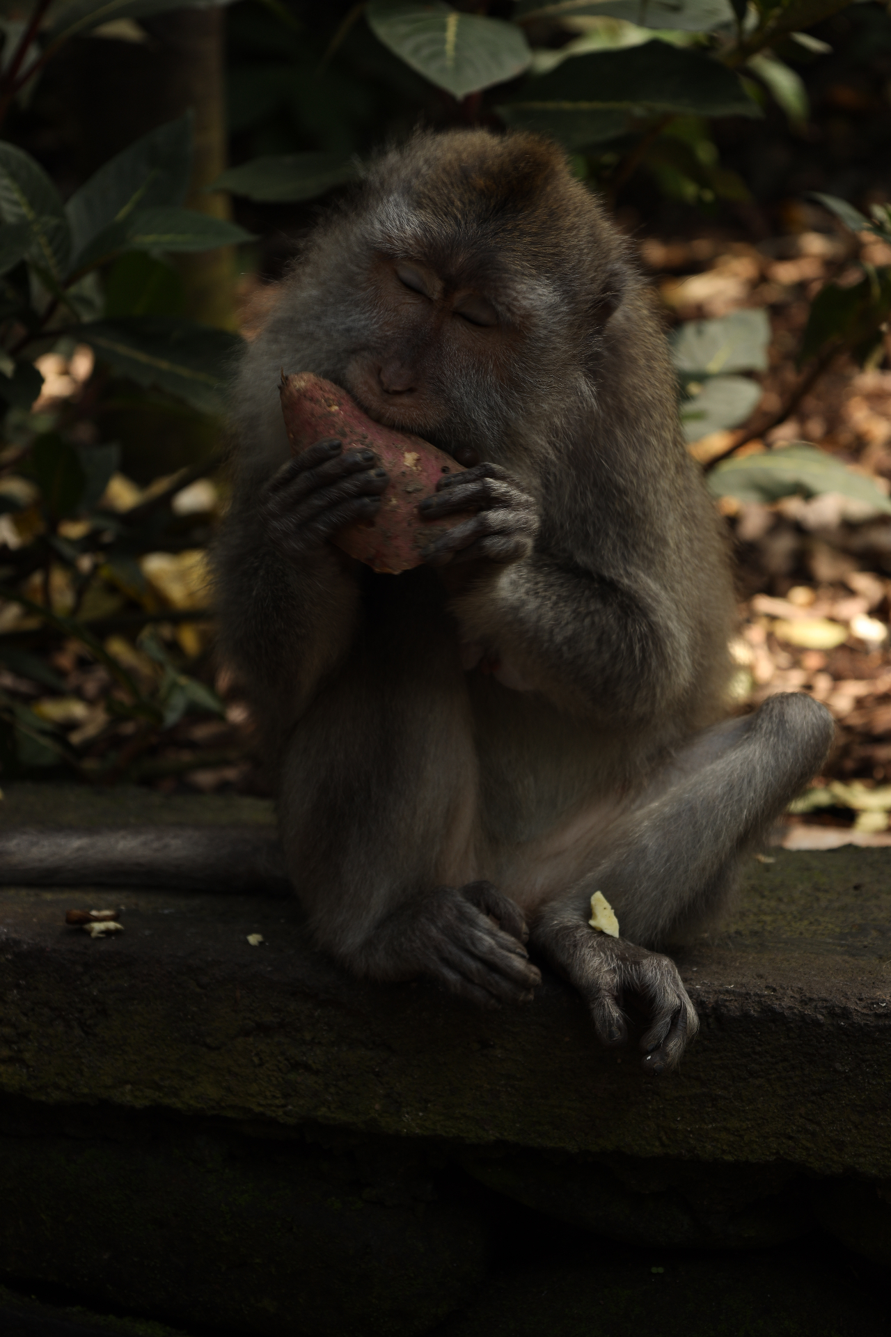 Monkey eating sweet potato in Ubud forest