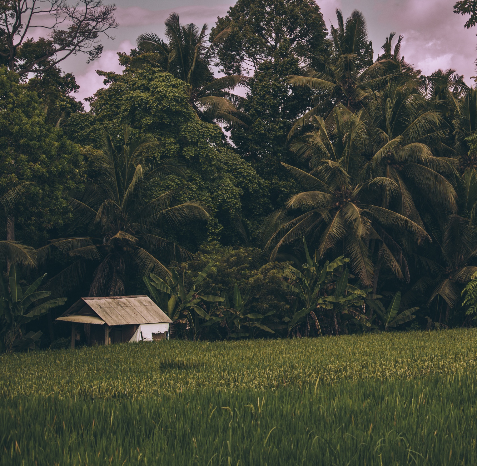 Jungle hut surrounded by palms in Bali