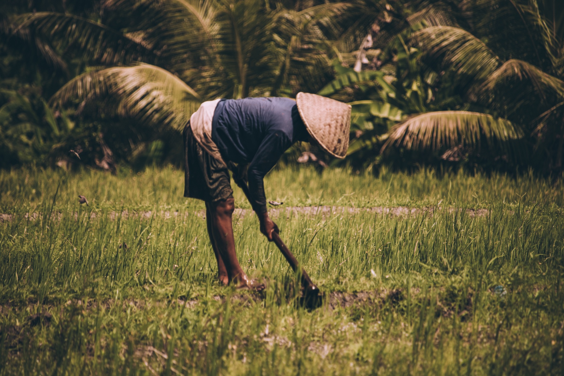 Farmer working the rice paddies